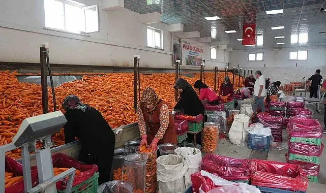 Havuç üretiminin yüzde 67'si Konya'dan