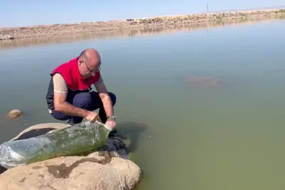 İdil’de Dirsekli Göletine 100 Bin Yavru Sazan Bırakıldı