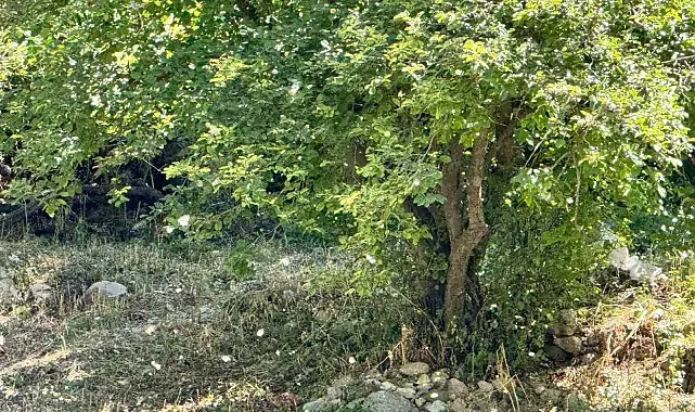 Polenler köyü beyaz örtüyle kapladı