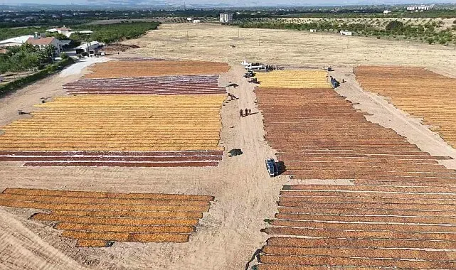 Kayısının kurutulma yolculuğu havadan görüntülendi