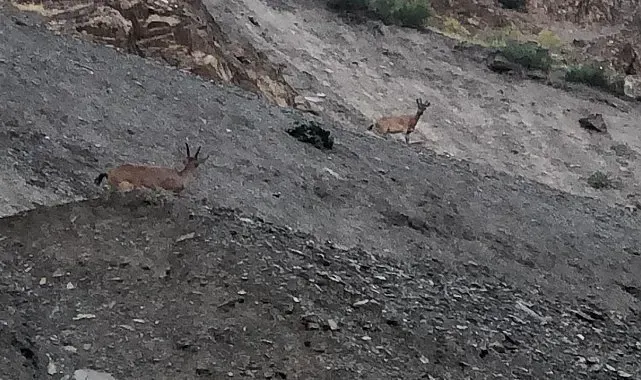 Hakkari'de dağ keçileri görüntülendi