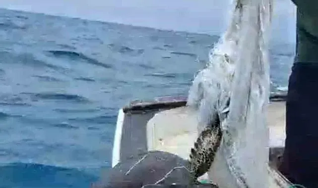 Denize atılan çuvala dolanarak hayat mücadelesi veren caretta carettayı balıkçı kurtardı