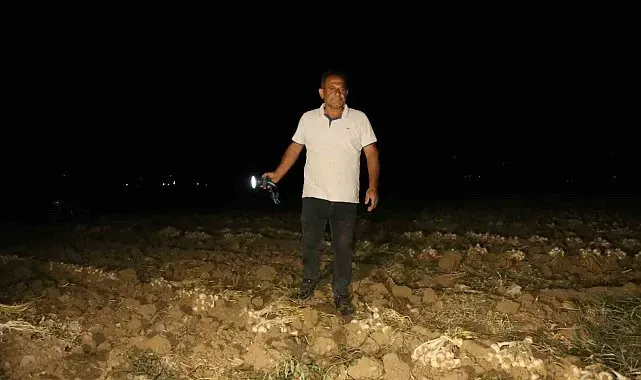 Çiftçilerin "beyaz altın" nöbeti: Bir yıllık emekleri için sabaha kadar tarlada bekliyorlar