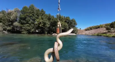 Munzur Nehri’nde balık avı sürprizi: Oltaya balık yerine su yılanı takıldı