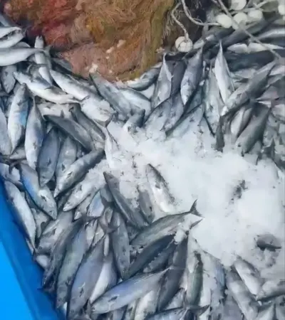 Karadeniz'de Balıkçının Yüzünü Güldüren Av: Bir Gecede 2 Bin Palamut Yakalandı