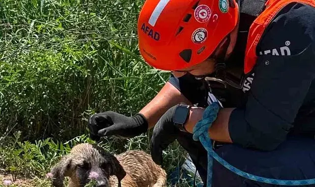 Siirt'te kuyuya düşen köpek kurtarıldı