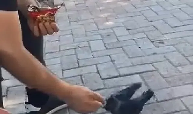 Elazığ'da bir vatandaş, kargayı elleriyle besledi