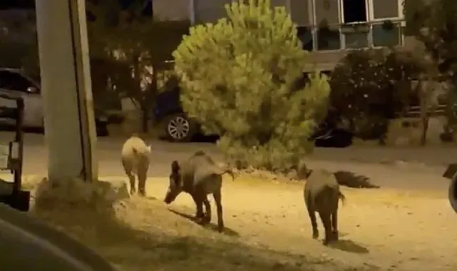 Ayvalık'ta yaban domuzları şehre iniyor