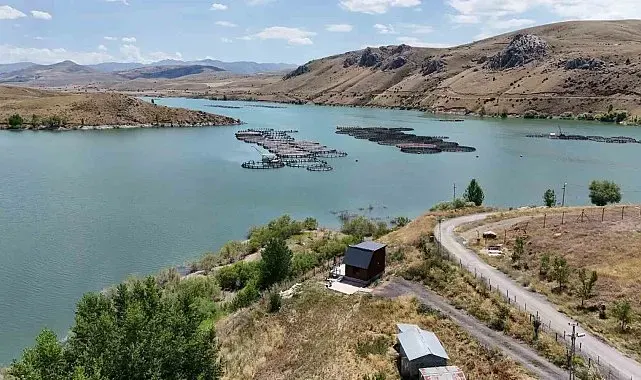 Erzincan'da yetişiyor, Trabzon ve Elazığ'da somona dönüşüyor