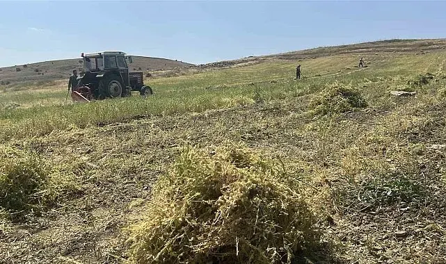 Yozgat'ta mercimek hasadı başladı, çiftçinin yüzü güldü, verim beklentisi yükseldi