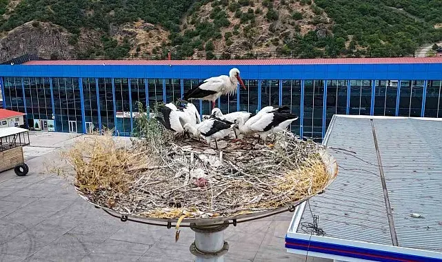 Baharın habercisi leylekler, yeni yavrularıyla göç yolculuğuna hazırlanıyor