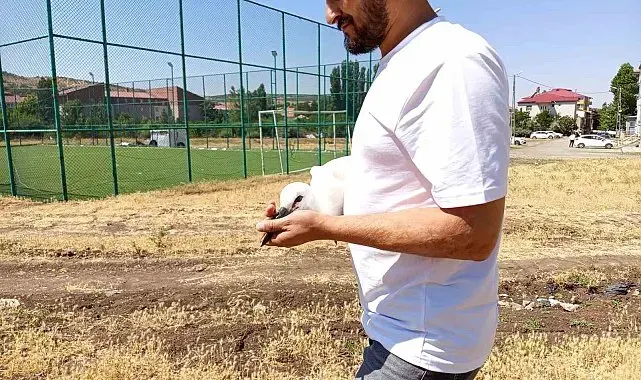 Defalarca yuvadan düşen yavru leylek doğaya bırakıldı