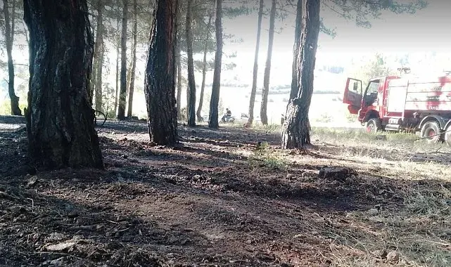 Tavşanlı'da erken müdahale ormanı kurtardı