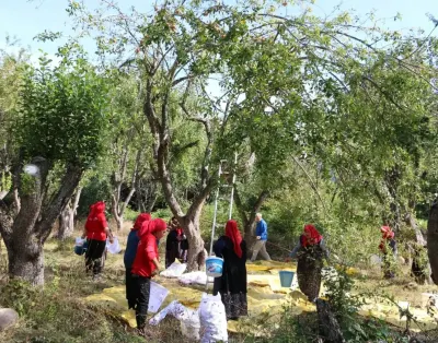 Bolu'da Doğadan Toplanan Orman Meyveleri Kadınlar İçin Gelir Kapısı Oldu