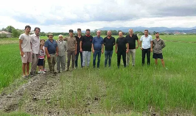 Bafralı çeltik üreticileri: "Ekinlerimiz yanıyor"