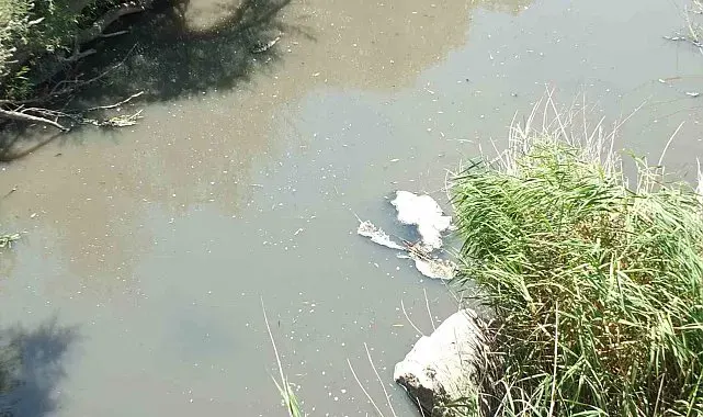 Burhaniye'de Üyücek deresinde kirlilik alarmı