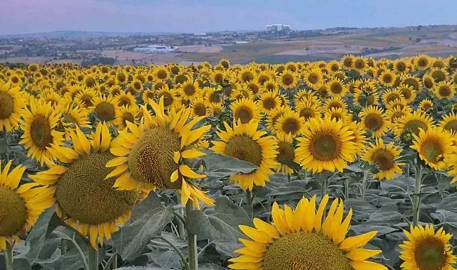 Tekirdağ'da ayçiçeği tarlaları görsel şölene dönüştü