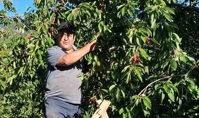 "Kirazda, 2024 yılında sattığımız fiyatları göremiyoruz"