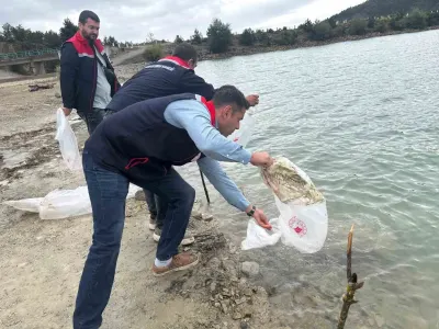 Samsun Havza'da Göletlere 110 Bin Yavru Sazan Bırakıldı