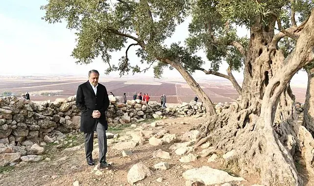 Şanlıurfa'da 1314 yıllık zeytin ağacının çevre düzenlemesi yapılıyor