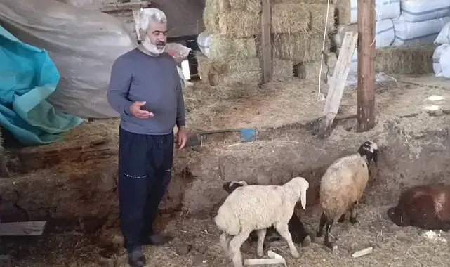Kurtlar ağıla girdi: 14 koyun telef oldu, 30 hayvan kayboldu