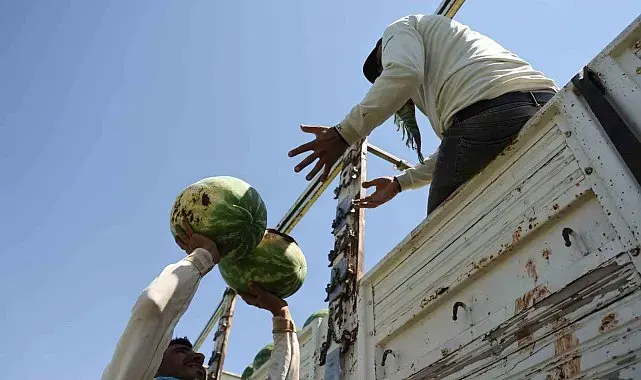 Aromasını Karacadağ'ın verimli topraklarından alan Diyarbakır karpuzunda hasat
