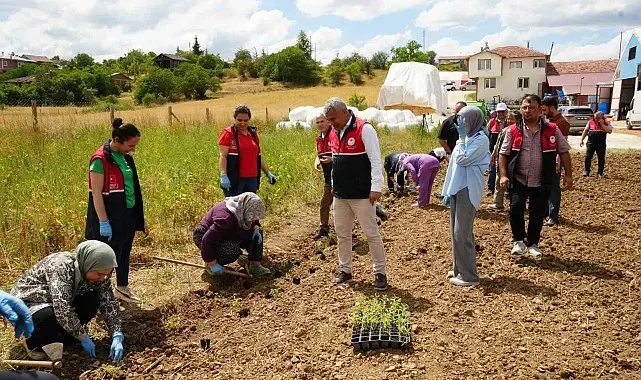 Üniversite serasında üretiliyor: Çiftçilerin geliri aromatik bitkilerle artacak