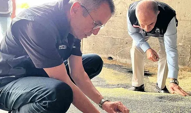 Bilecik'te kanola ve ayçiçeği alımları hız kazandı