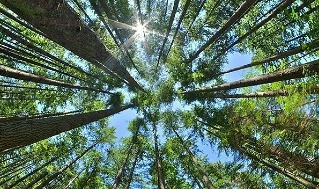 Erzincan'da ormanlara girişlere yangın tedbiri