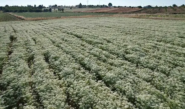 Kekiğin ambarında ilk orak vuruldu