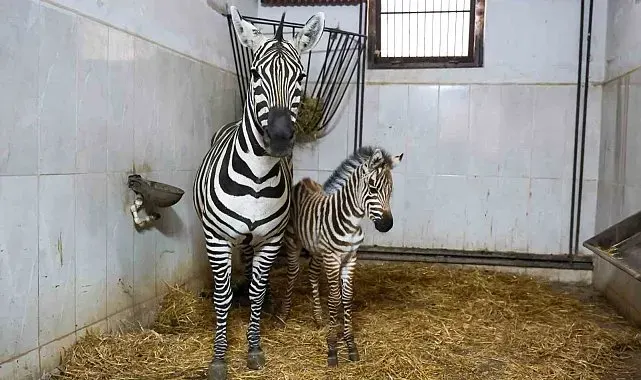 Bursa Hayvanat Bahçesi'nde zebra ailesi büyüyor