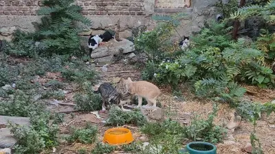 Tekirdağ'da Bir Kediyle Başlayan Hikaye: Sokak Kedi Cennetine Döndü