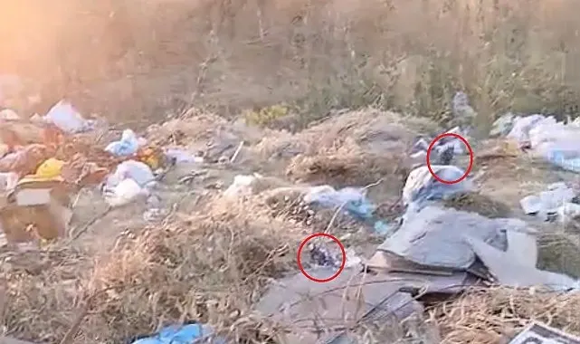 Diyarbakır'da boş arazideki çöpler fare yuvasına döndü
