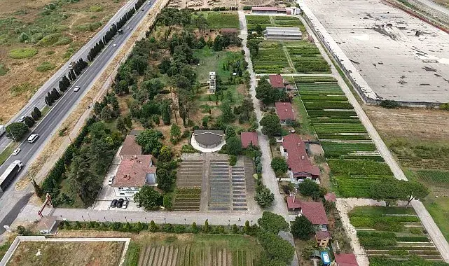 Samsun'dan 'Yeşil Vatan'a yılda 3 milyon fidan