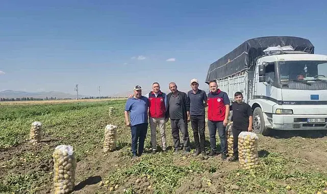 Dinar'da patates hasadı başladı