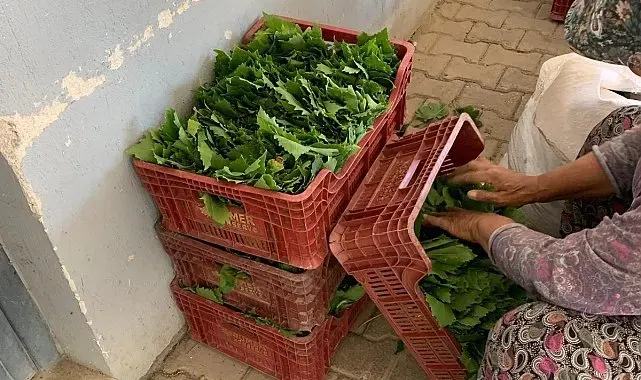 Sarıgöl'de yaprak fiyatları 35-40 TL'ye geriledi