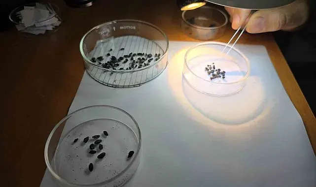 Geç Bronz Çağı'ndan Milenyum Çağına yeşil mercimeğin ana vatanı Yozgat