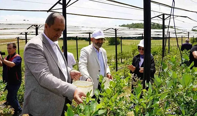 İznik'te yaban mersini hasadı başladı
