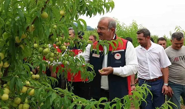 Çanakkale'de coğrafi tescilli Bayramiç Beyazının hasadı başladı