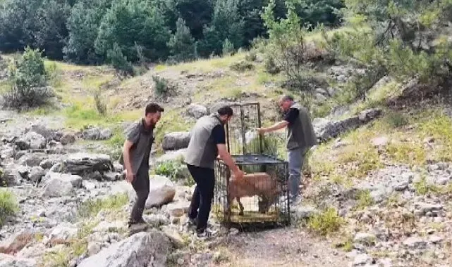 Yaralı dağ keçisi tedavisinin ardından doğaya bırakıldı