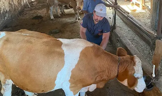 Emet'te hayvan sağlığı için aşılama ve kimliklendirme çalışmaları