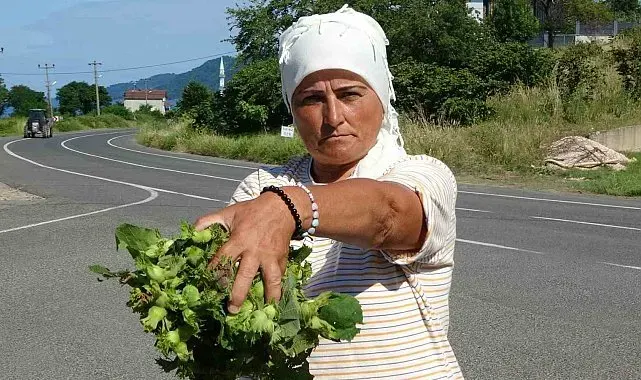 Ordu'da taze fındık tezgahlarda: Kilosu 200 lira