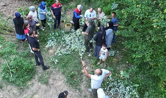 Düzce'de ıhlamur hasadı başladı