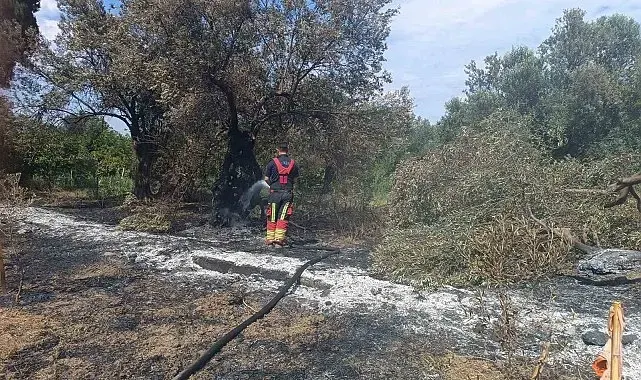 Havran'da zeytinlik yangını