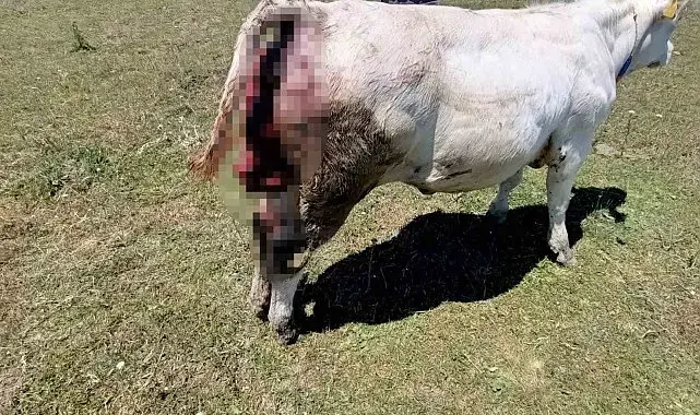 Kovalı Yaylası'nda ayı alarmı: Üreticiler yetkililere seslendi