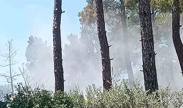 Bayındır'da orman yangını kontrol altında