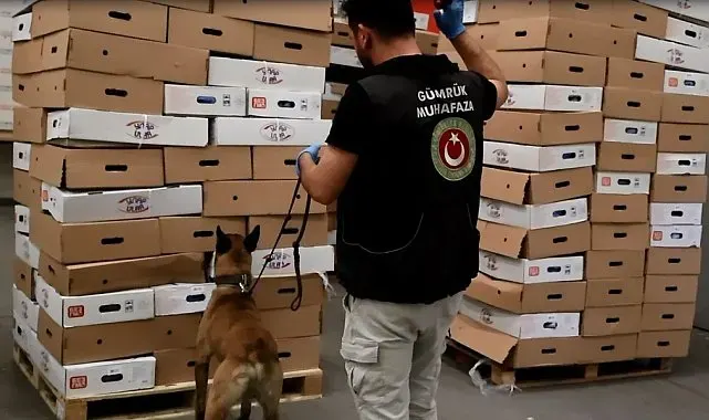 Kapıkule'de tavuk kolilerinden uyuşturucu çıktı: 526 kilo esrar ele geçirildi