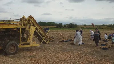 Tescilli Suluova Soğanında 100 Yıllık Hasat Başladı: Tarlada Fiyatı 15 TL