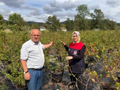 Gümüşova'da Yaban Mersini ve Aronya Üretimi İçin Yeni Adım