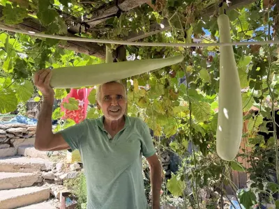 Antalya’da Deneme Amaçlı Ekilen Su Kabağı 96 Santimetreye Ulaştı